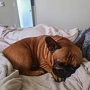 Yoda is registered to the contest to win money with this photo: dog, sleeping, bed, blanket, brown, indoor, cozy, resting, paw, fur, ears, face, closed_eyes, comfort, home, relaxation, quiet, soft, pillows, room