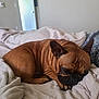 dog, sleeping, bed, blanket, brown, indoor, cozy, resting, paw, fur, ears, face, closed_eyes, comfort, home, relaxation, quiet, soft, pillows, room
