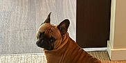 Yoda is registered to the contest to win money with this photo: dog, french_bulldog, pet, indoor, carpet, dog_bed, brown_dog, animal, curious, sitting, floor, wood_floor, cozy, looking_back, canine, domestic, cute, companion, resting, home