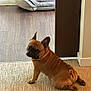 dog, french_bulldog, pet, indoor, carpet, dog_bed, brown_dog, animal, curious, sitting, floor, wood_floor, cozy, looking_back, canine, domestic, cute, companion, resting, home