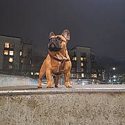 Yoda is registered to the contest to win money with this photo: alert, animal, apartment, background, building, canine, city, concrete, dog, ears_up, french_bulldog, leash, night, nighttime, outdoor, pet, small_dog, standing, streetlight, urban