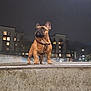 alert, animal, apartment, background, building, canine, city, concrete, dog, ears_up, french_bulldog, leash, night, nighttime, outdoor, pet, small_dog, standing, streetlight, urban