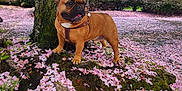 Yoda joined the competition — help win amazing prizes! animal, brown_dog, bushes, canine, clouds, daytime, dog, flower_petals, french_bulldog, grass, leaves, moss, nature, outdoor, park, pet, side_view, sky, spring, tree