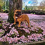 animal, brown_dog, bushes, canine, clouds, daytime, dog, flower_petals, french_bulldog, grass, leaves, moss, nature, outdoor, park, pet, side_view, sky, spring, tree