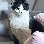Petitchat participe au concours pour gagner de l'argent avec cette photo : cat, black_and_white, green_eyes, sitting, indoor, couch, pillows, feline, pet, fur, whiskers, domestic_cat, close_up, portrait, relaxed, cozy, home, cute, animal, focused