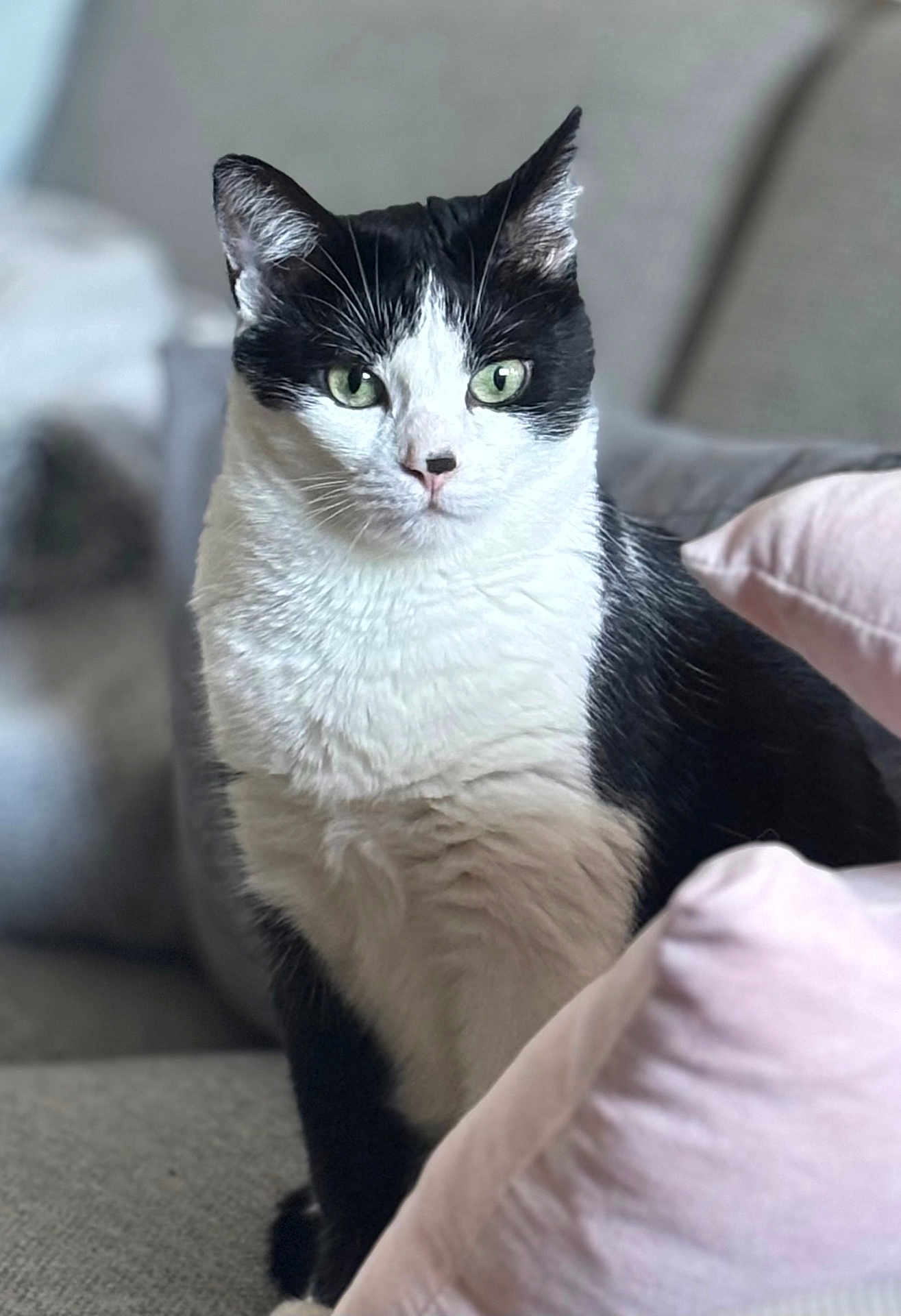 Petitchat participe au concours pour gagner de l'argent avec cette photo : cat, black_and_white, green_eyes, sitting, indoor, couch, pillows, feline, pet, fur, whiskers, domestic_cat, close_up, portrait, relaxed, cozy, home, cute, animal, focused
