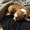 Cooper joined the competition — help win amazing prizes! animal, blanket, brown, comfort, companion, cozy, cute, dog, fur, indoors, lap, pet, puppy, relaxation, resting, sleeping, small, snuggle, warm, white