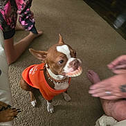Cooper is registered to the contest to win money with this photo: animal, brown_and_white_dog, candid, carpet, dog, domestic, fake_teeth, foot, funny, hand, human, indoor, kneeling, living_room, orange_sweater, person, pet, playful, spiked_collar, toy