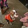 animal, brown_and_white_dog, candid, carpet, dog, domestic, fake_teeth, foot, funny, hand, human, indoor, kneeling, living_room, orange_sweater, person, pet, playful, spiked_collar, toy
