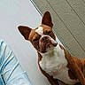 Cooper joined the competition — help win amazing prizes! animal, boston_terrier, brown_and_white, canine, closeup, companion, curious, dog, door, ears, friendly, hoodie, indoor, looking, person_partial, pet, portrait, texture, wall, wood_floor