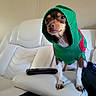 dog, hoodie, pet_clothing, white_couch, remote_control, indoor, small_dog, brown_dog, canine, furniture, living_room, domestic_animal, closeup, animal_portrait, cozy, cute, companion, pet, casual, timestamp