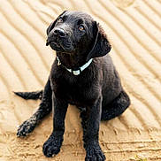 Albus a rejoint le concours — aidez-le/la à gagner de superbes lots ! dog, puppy, black_labrador, sand, outdoor, pet, collar, animal, cute, sitting, young, canine, fur, playful, attention, nature, looking_up, paw, adorable, companion