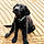 Albus