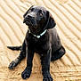 dog, puppy, black_labrador, sand, outdoor, pet, collar, animal, cute, sitting, young, canine, fur, playful, attention, nature, looking_up, paw, adorable, companion