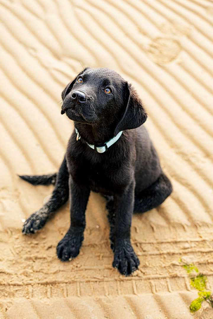 Albus a rejoint le concours — aidez-le/la à gagner de superbes lots ! dog, puppy, black_labrador, sand, outdoor, pet, collar, animal, cute, sitting, young, canine, fur, playful, attention, nature, looking_up, paw, adorable, companion