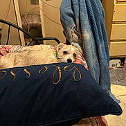 Bella is registered to the contest to win money with this photo: dog, pillow, bedspread, blue_sweater, chair, room, indoor, furniture, resting, light_colored_dog, embroidery, textile, casual, cozy, pet, household, decor, relaxed, fabric, blanket