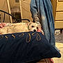dog, pillow, bedspread, blue_sweater, chair, room, indoor, furniture, resting, light_colored_dog, embroidery, textile, casual, cozy, pet, household, decor, relaxed, fabric, blanket