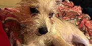 Bella joined the competition — help win amazing prizes! dog, white_dog, fluffy, scruffy, pet, animal, indoor, blanket, toy, paw, resting, cozy, ears, cute, relaxed, fur, bedroom, comfort, lying_down, close_up