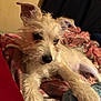 Bella joined the competition — help win amazing prizes! dog, white_dog, fluffy, scruffy, pet, animal, indoor, blanket, toy, paw, resting, cozy, ears, cute, relaxed, fur, bedroom, comfort, lying_down, close_up