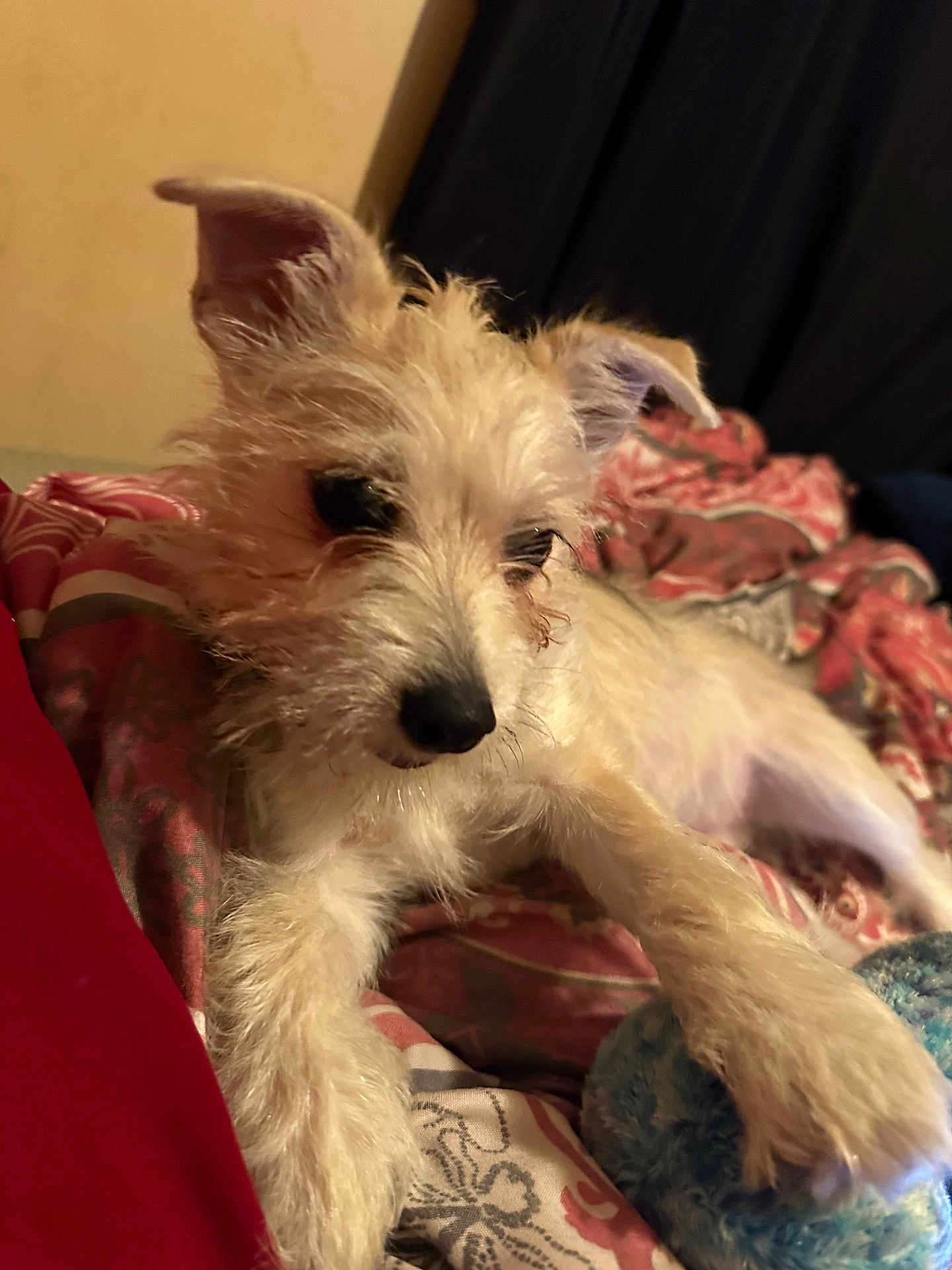 Bella