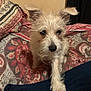 dog, white_dog, pet, bed, blanket, indoor, fur, paw, curious, small_dog, scruffy, cozy, patterned_blanket, animal, cute, companion, domestic_animal, relaxed, portrait, friendly