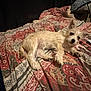 dog, pet, bed, blanket, patterned, fur, small_dog, indoor, resting, cute, animal, canine, relaxed, brown_fur, bedroom, domestic, comfort, lying_down, ears_up, looking_at_camera