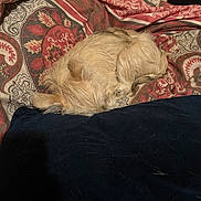 Bella is registered to the contest to win money with this photo: bed, beige_fur, blanket, calm, comfort, cozy, curled_up, dog, fur, home, indoor, nap, patterned, pillow, quiet, relaxation, resting, sleeping, small_dog, soft