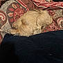 bed, beige_fur, blanket, calm, comfort, cozy, curled_up, dog, fur, home, indoor, nap, patterned, pillow, quiet, relaxation, resting, sleeping, small_dog, soft