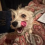 dog, tongue, licking, bed, blanket, quilt, notebook, fur, pet, animal, cute, playful, indoor, resting, white_dog, messy_fur, expression, closeup, cozy, casual