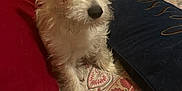 Bella joined the competition — help win amazing prizes! animal, bed, blanket, cozy, cushion, cute, dog, ears, face, fur, furniture, indoor, nose, patterned_bedspread, pet, pillow, resting, sitting, small_dog, white_dog