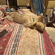 Bella joined the competition — help win amazing prizes! dog, bed, stuffed_toy, teddy_bear, blanket, remote_control, fabric, furniture, room, indoor, sleeping, relaxed, pet, collar, towel, drawer, pattern, cozy, resting, home