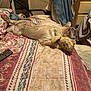dog, bed, stuffed_toy, teddy_bear, blanket, remote_control, fabric, furniture, room, indoor, sleeping, relaxed, pet, collar, towel, drawer, pattern, cozy, resting, home