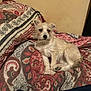 Bella joined the competition — help win amazing prizes! dog, bed, blanket, patterned, indoor, resting, canine, fur, small_dog, sleepy, cozy, comfortable, pillow, home, animal, pet, relaxed, cute, laying, fur_texture