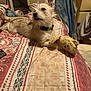 dog, bed, stuffed_toy, collar, blanket, remote_control, towel, indoor, pet, furniture, resting, fur, cute, animal, cozy, pattern, lying_down, small_dog, domestic, toy