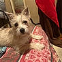 dog, bed, blanket, pattern, indoor, pet, fur, animal, lying_down, curious, small_dog, ears, face, paw, comfort, cozy, home, towel, mirror, red