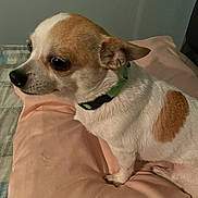 Cupcake is registered to the contest to win money with this photo: accessories, animal, beagle, blanket, bulldog, canine, chihuahua, collar, couch, cushion, dog, frenchbulldog, furniture, hound, labradorretriever, pet, pitbull, pointer, puppy, terrier