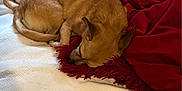 Cupcake is registered to the contest to win money with this photo: animal, blanket, brown_dog, comfort, couch, cozy, curled_up, dog, fur, home, indoor, nap, pet, red_throw, relaxation, resting, sleeping, two_dogs, white_blanket, white_dog