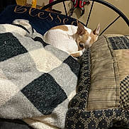 Cupcake joined the competition — help win amazing prizes! animal, bed, blanket, brown_and_white, comfort, cozy, curled_up, dog, fabric, furniture, home, indoor, pattern, pet, pillow, quiet, relaxed, resting, sleepy, soft