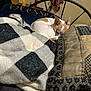 animal, bed, blanket, brown_and_white, comfort, cozy, curled_up, dog, fabric, furniture, home, indoor, pattern, pet, pillow, quiet, relaxed, resting, sleepy, soft