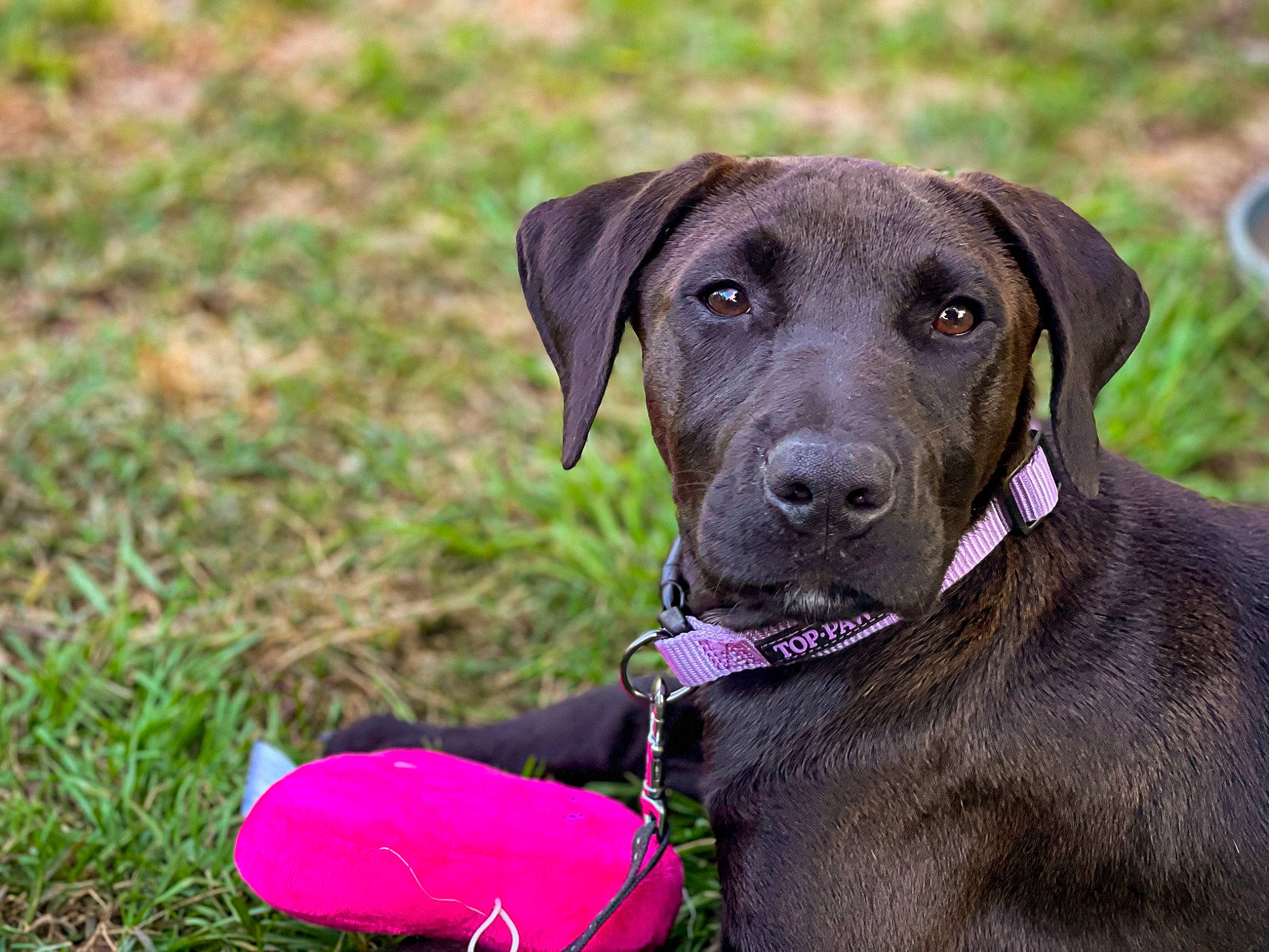 Kia joined the competition — help win amazing prizes! borador, carnivore, collar, companion_dog, dog, dog_breed, dog_collar, fashion_accessory, grass, gun_dog, hunting_dog, liver, pet_supply, plant, sporting_group, terrestrial_animal, working_animal