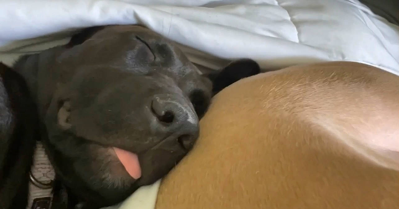 Kia is registered to the contest to win money with this photo: borador, carnivore, comfort, companion_dog, dog, dog_breed, fawn, fur, gesture, gun_dog, labrador_retriever, liver, mammal, retriever, sporting_group, terrestrial_animal, vertebrate, whiskers, working_animal, wrinkle