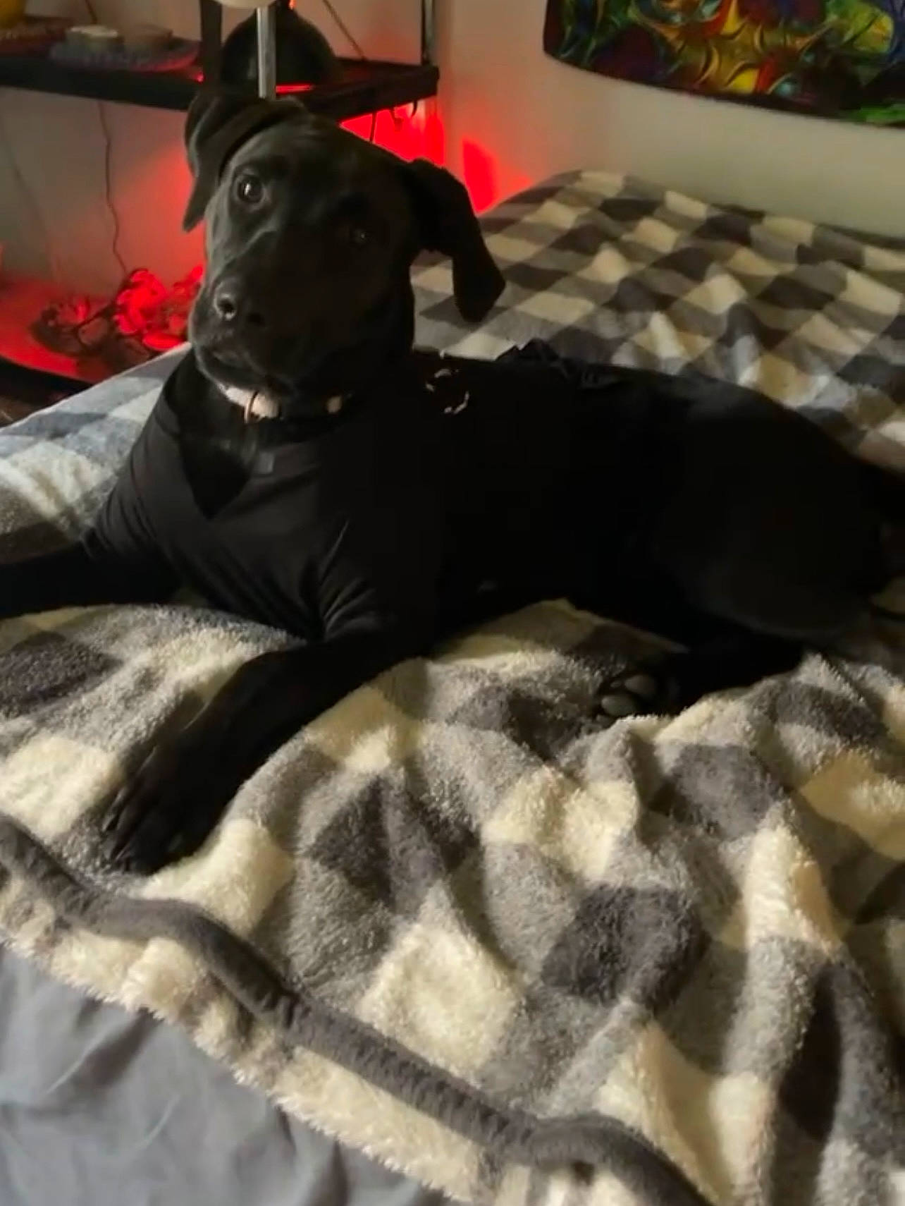 Kia is registered to the contest to win money with this photo: bed, bed_sheet, bedding, carnivore, comfort, companion_dog, couch, dog, dog_breed, dog_supply, flooring, fur, grey, guard_dog, linens, pattern, plaid, room, tartan, working_animal