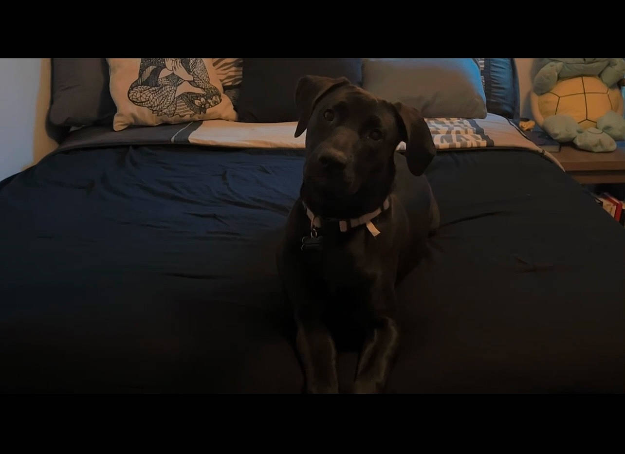 Kia joined the competition — help win amazing prizes! borador, canidae, carnivore, comfort, companion_dog, couch, darkness, dog, dog_breed, flooring, grey, guard_dog, gun_dog, hardwood, houseplant, liver, night, room, sporting_group, working_animal