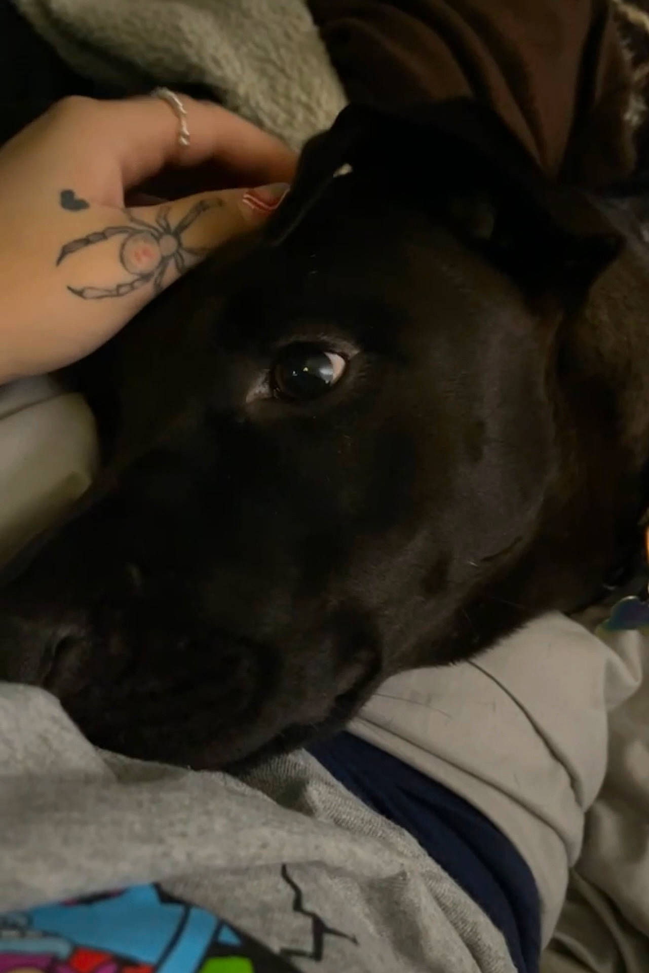 Kia joined the competition — help win amazing prizes! blue, canidae, carnivore, collar, companion_dog, dog, dog_breed, dog_collar, ear, electric_blue, fawn, fur, gesture, guard_dog, nail, pet_supply, sporting_group, whiskers, working_animal, wrist