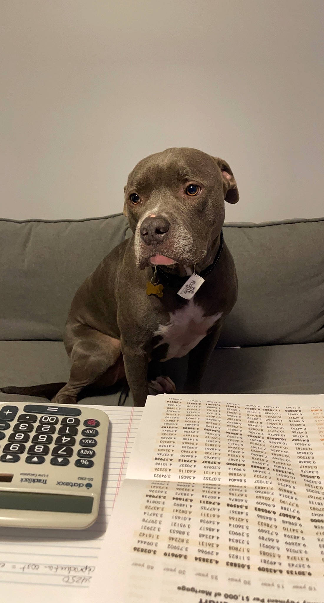 Bully joined the competition — help win amazing prizes! carnivore, comfort, companion_dog, couch, dog, dog_breed, fawn, flooring, fur, grey, input_device, office_equipment, office_supplies, pet_supply, snout, space_bar, telephone, terrestrial_animal, whiskers, working_animal