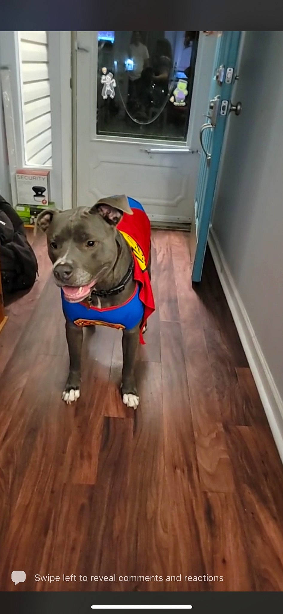 Bully joined the competition — help win amazing prizes! carnivore, collar, companion_dog, dog, dog_breed, dog_collar, dog_supply, fawn, floor, flooring, hardwood, laminate_flooring, pet_supply, plank, snout, varnish, window, wood, wood_stain, working_animal