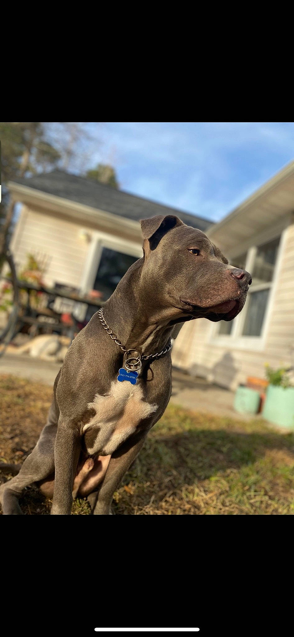 Bully joined the competition — help win amazing prizes! carnivore, cloud, collar, companion_dog, dog, dog_breed, dog_collar, fawn, grass, house, liver, livestock, pet_supply, plant, sky, snout, sporting_group, terrestrial_animal, window, working_animal