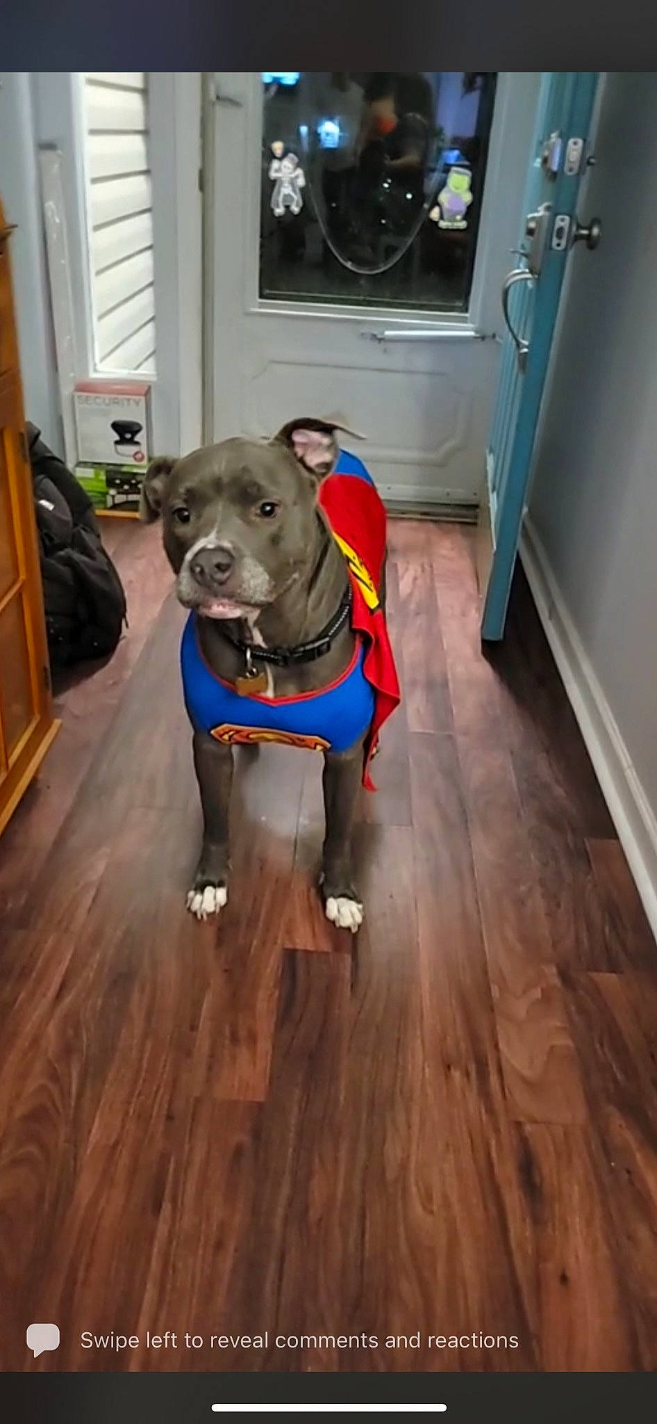 Bully is registered to the contest to win money with this photo: carnivore, chair, collar, companion_dog, dog, dog_breed, dog_collar, dog_supply, door, fawn, floor, flooring, hardwood, laminate_flooring, snout, tail, wood, wood_flooring, wood_stain, working_animal