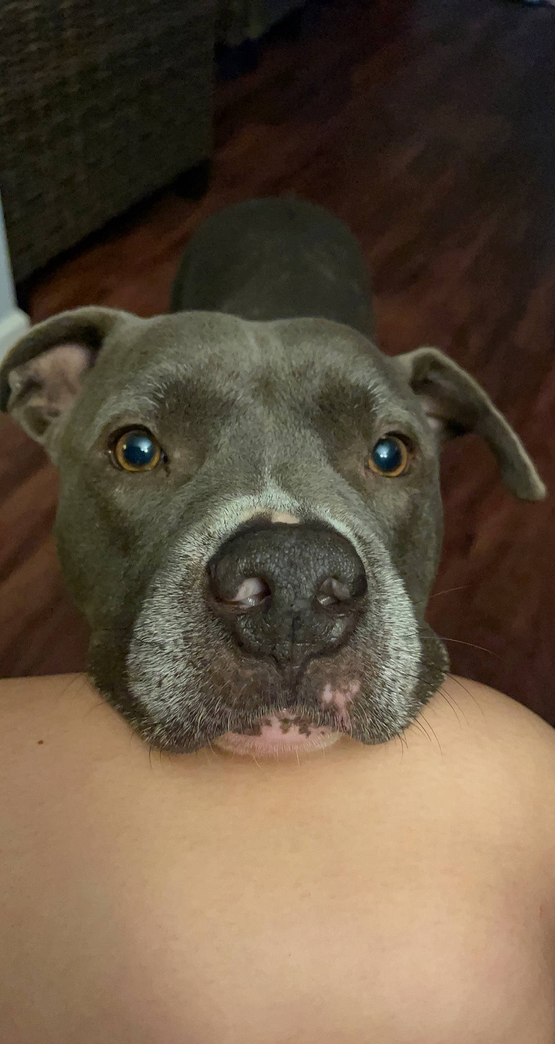 Bully is registered to the contest to win money with this photo: canidae, carnivore, companion_dog, dog, dog_breed, ear, eye, fawn, fur, head, liver, non_sporting_group, puppy, snout, sporting_group, terrestrial_animal, whiskers, working_animal