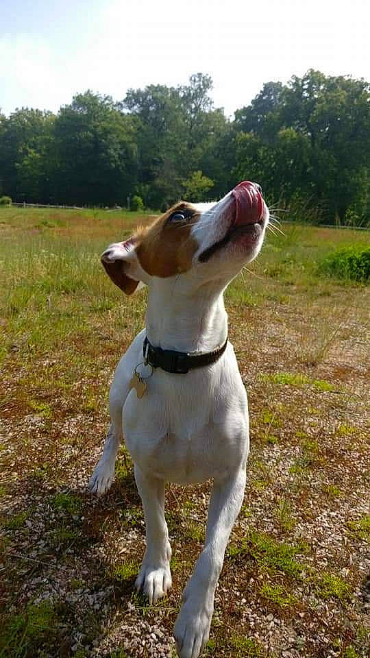 Maurice a rejoint le concours — aidez-le/la à gagner de superbes lots ! braque_saint_germain, brazilian_terrier, canidae, carnivore, companion_dog, danish_swedish_farmdog, dog, dog_breed, feist, hunting_dog, jack_russell_terrier, mammal, pointer, russell_terrier, smooth_fox_terrier, snout, sporting_group, tenterfield_terrier, treeing_feist, vertebrate